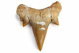 3/4 to 1" Fossil Otodus Shark Teeth - Khouribga, Morocco - Photo 4